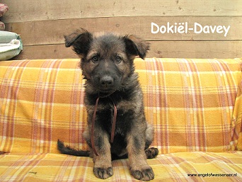 Dokiël-Davey, ODH pup van 7 wk